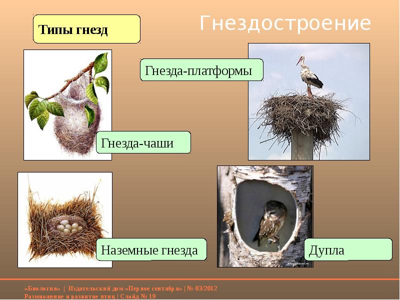 Гнезда птиц презентация для дошкольников