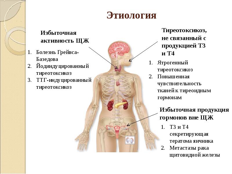 Щитовидная железа патофизиология презентация