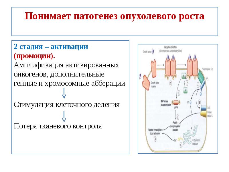 Подпишите картинки виды опухолевого роста