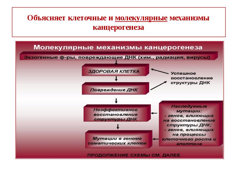 Механизмы канцерогенеза презентация