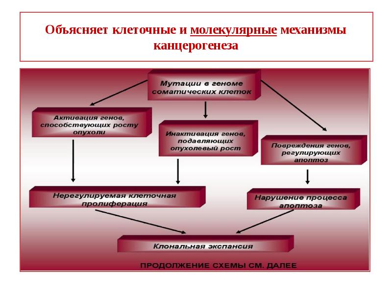 Патогенетическая схема химического механизма канцерогенеза