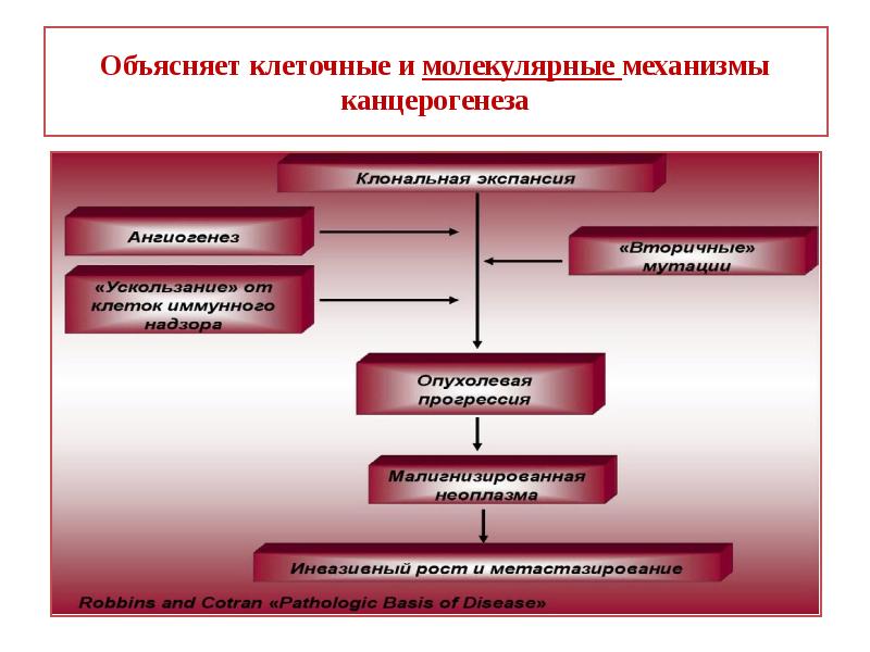 Патогенетическая схема химического механизма канцерогенеза