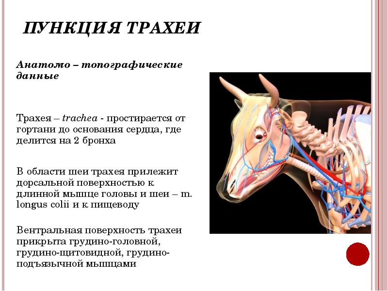 Область шеи животных. Гортань КРС топография. Трахея лошади.