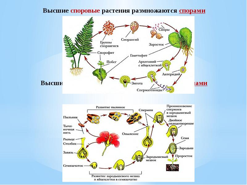 Какие растения размножаются спорами