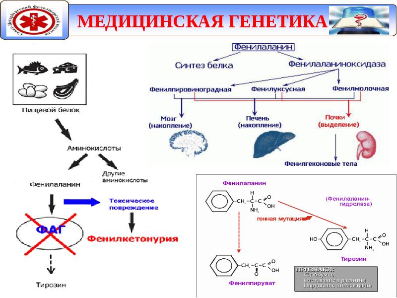 Проект на тему генетика и медицина - 96 фото