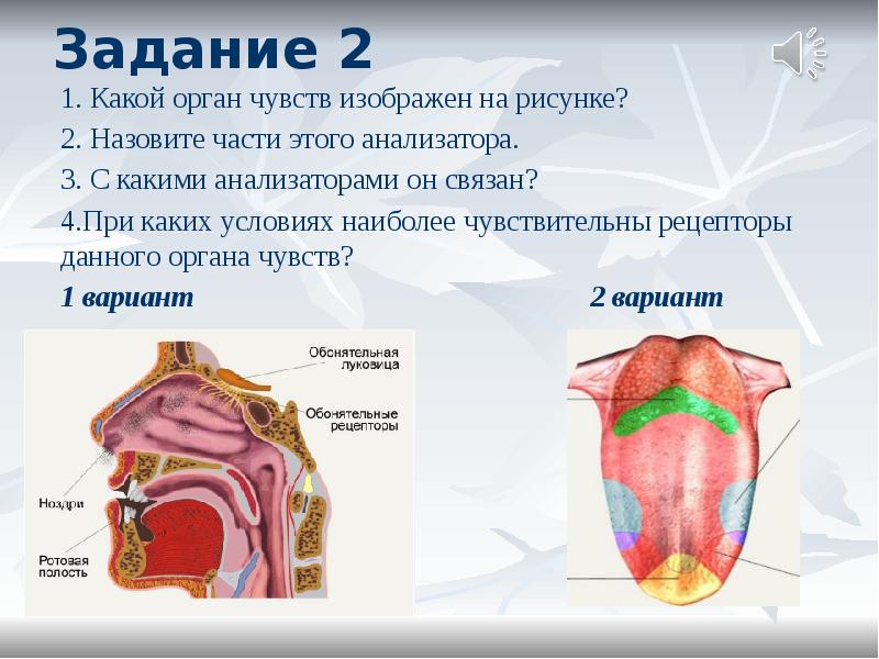 Анализаторы человека картинка