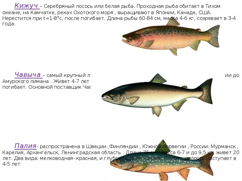 Кижуч или семга что лучше