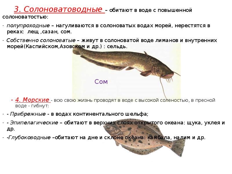 При какой температуре нерестится судак. При какой температуре нерестится судак