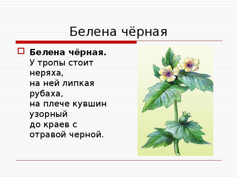 Лекарственные и ядовитые растения для дошкольников презентация