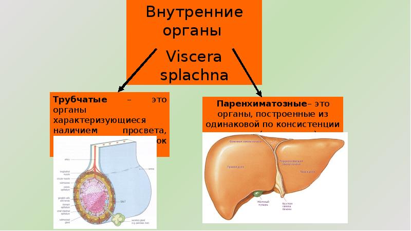 Органы бывают. Трубчатые и паренхиматозные органы. Трубчатые и паренхиматозные органы животных. Строение паренхиматозного и трубчатого органов. Паренхиматозные органы пищеварительной системы.