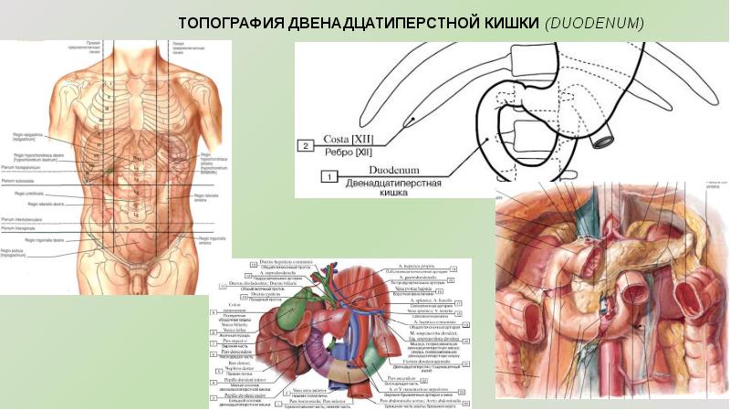 12-перстная кишка: местонахождение, анатомия и патология