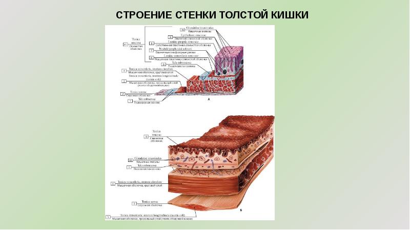 Характер тонкий толстый длина отделы особенности строения стенки