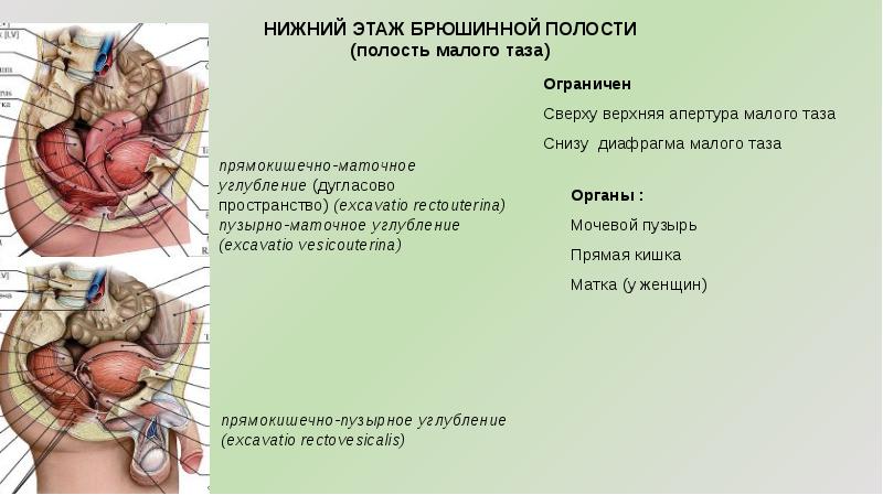 НОВГОРОДСКИЙ ГОСУДАРСТВЕННЫЙ УНИВЕРСИТЕТ ИМЕНИ ЯРОСЛАВА МУДРОГО ИНСТИТУТ