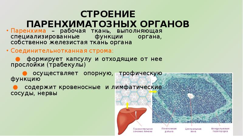 Что значит паренхима. Строму паренхиматозных органов образует ткань. Паренхима органа это. Строение паренхиматозных органов. Принцип строения паренхиматозных органов.