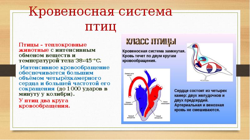 Кровеносная система птиц 7 класс схема