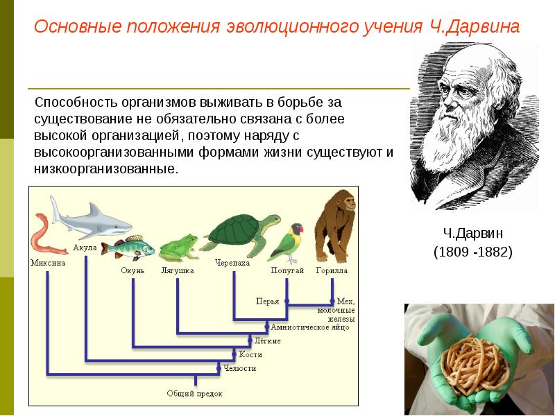 Эволюционное моделирование презентация