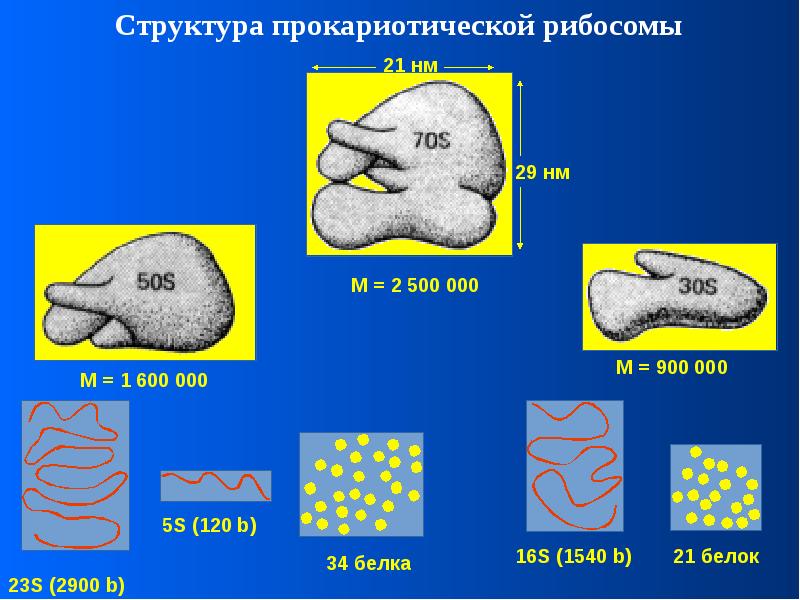 000 структура. Строение рибосом биохимия. Строение прокариотической рибосомы. Рибосомы прокариотических. Рибосомы бактерий строение.