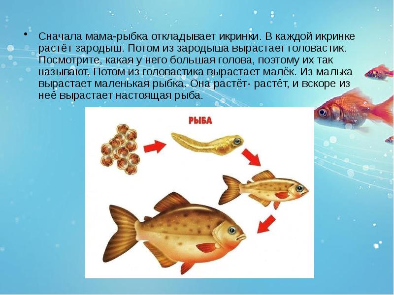 Презентация про рыб для детей 4 5 лет