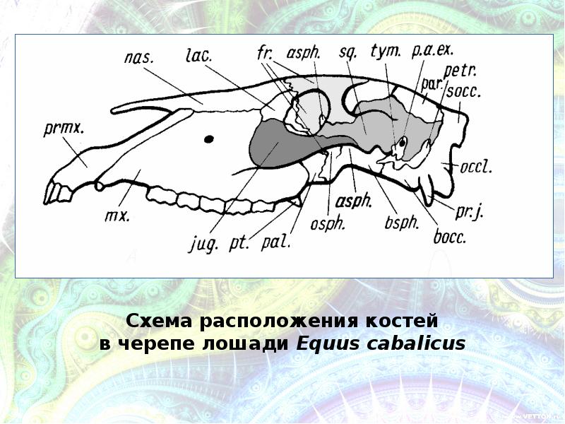 Схема строение черепа млекопитающих