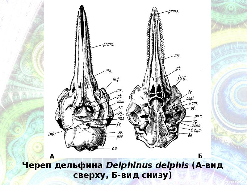 Череп дельфина рисунок