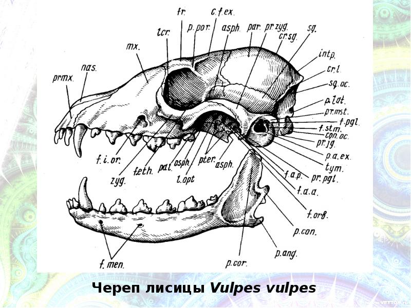 Череп собаки рисунок строение