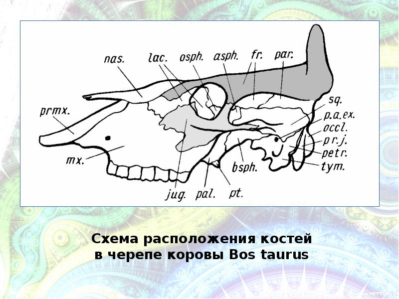 Схема строения черепа млекопитающих. Черепа разных отрядов млекопитающих. Строение черепа коровы. Особенности строения черепа млекопитающих.