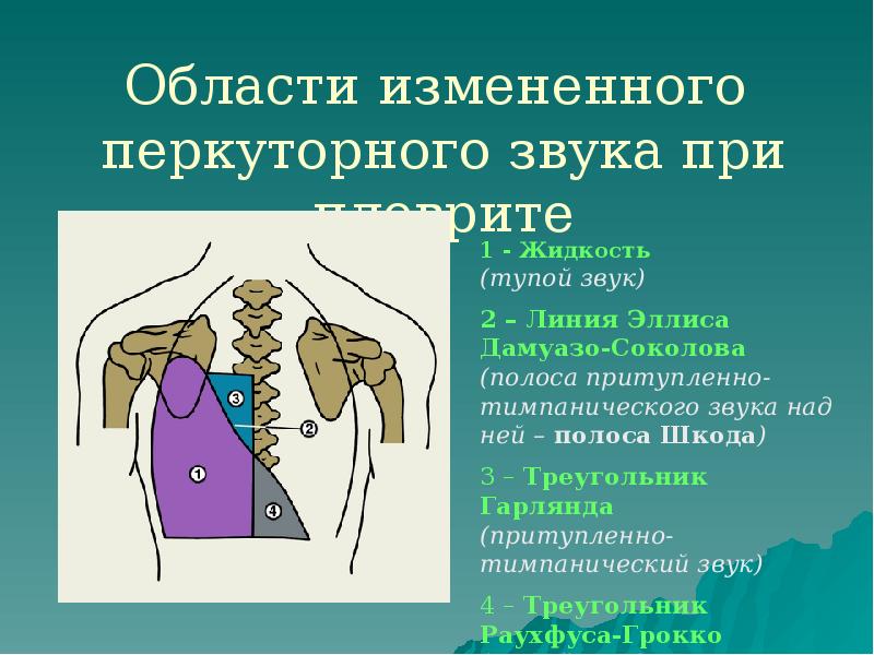 Пропедевтика органов дыхания презентация