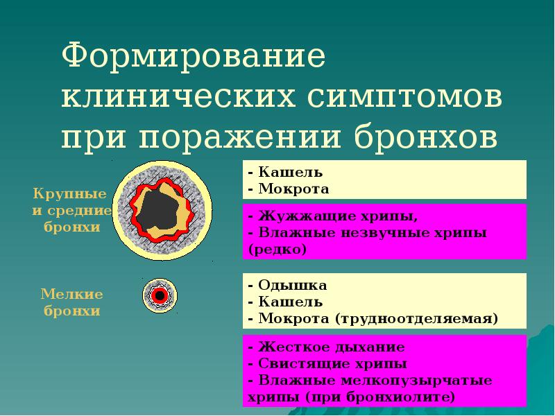 Формирование клинических симптомов при поражении бронхов Формирование клинических симптомов при поражении бронхов