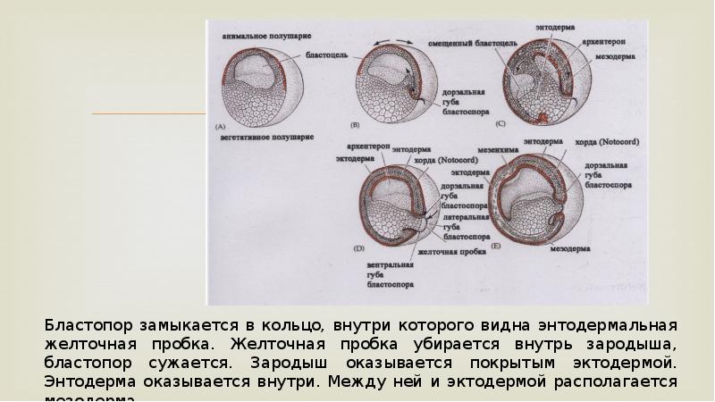 Развитие эритроцитов в стенке желточного мешка происходит