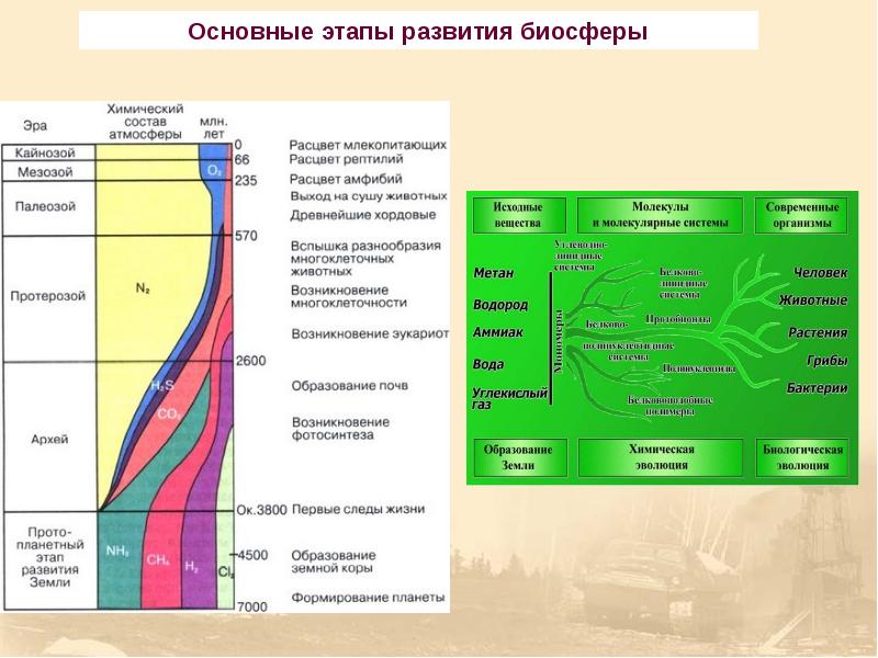 Презентация по биологии эволюция биосферы 9 класс презентация