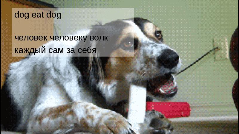 dog eat dog dog eat dog