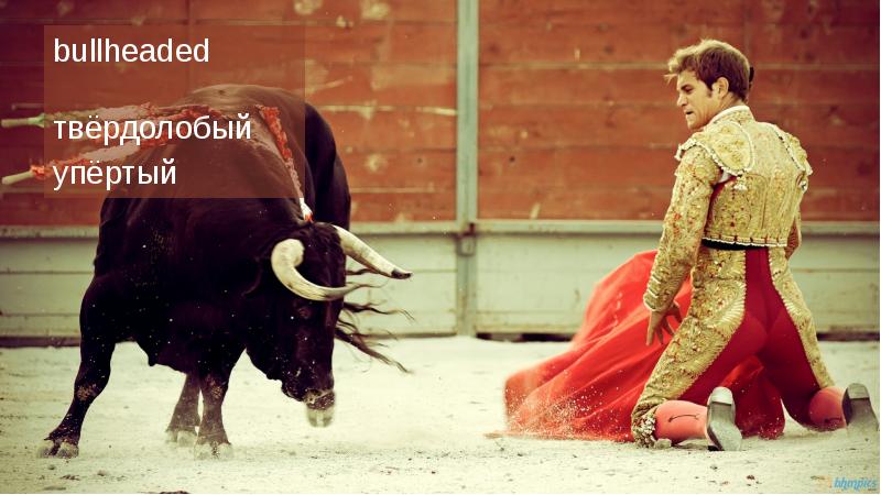 bullheaded bullheaded
