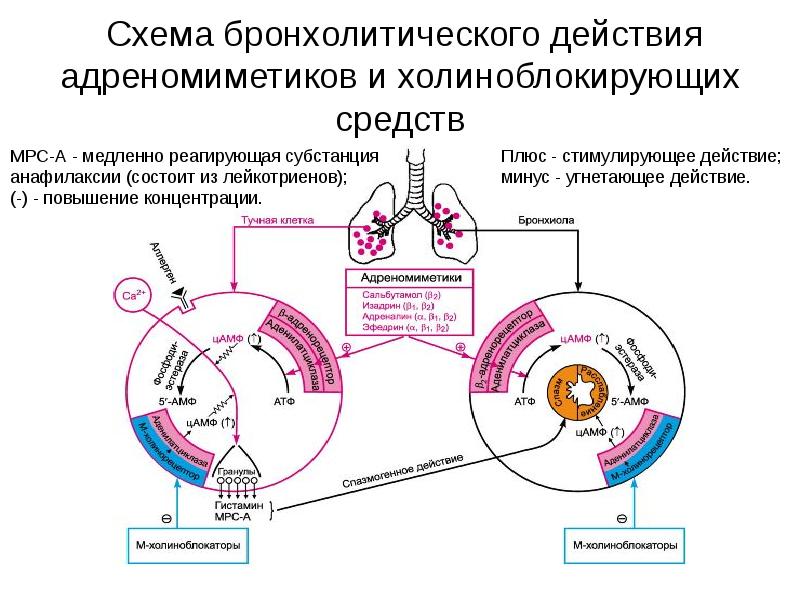 Средства влияющие на функции органов дыхания схема