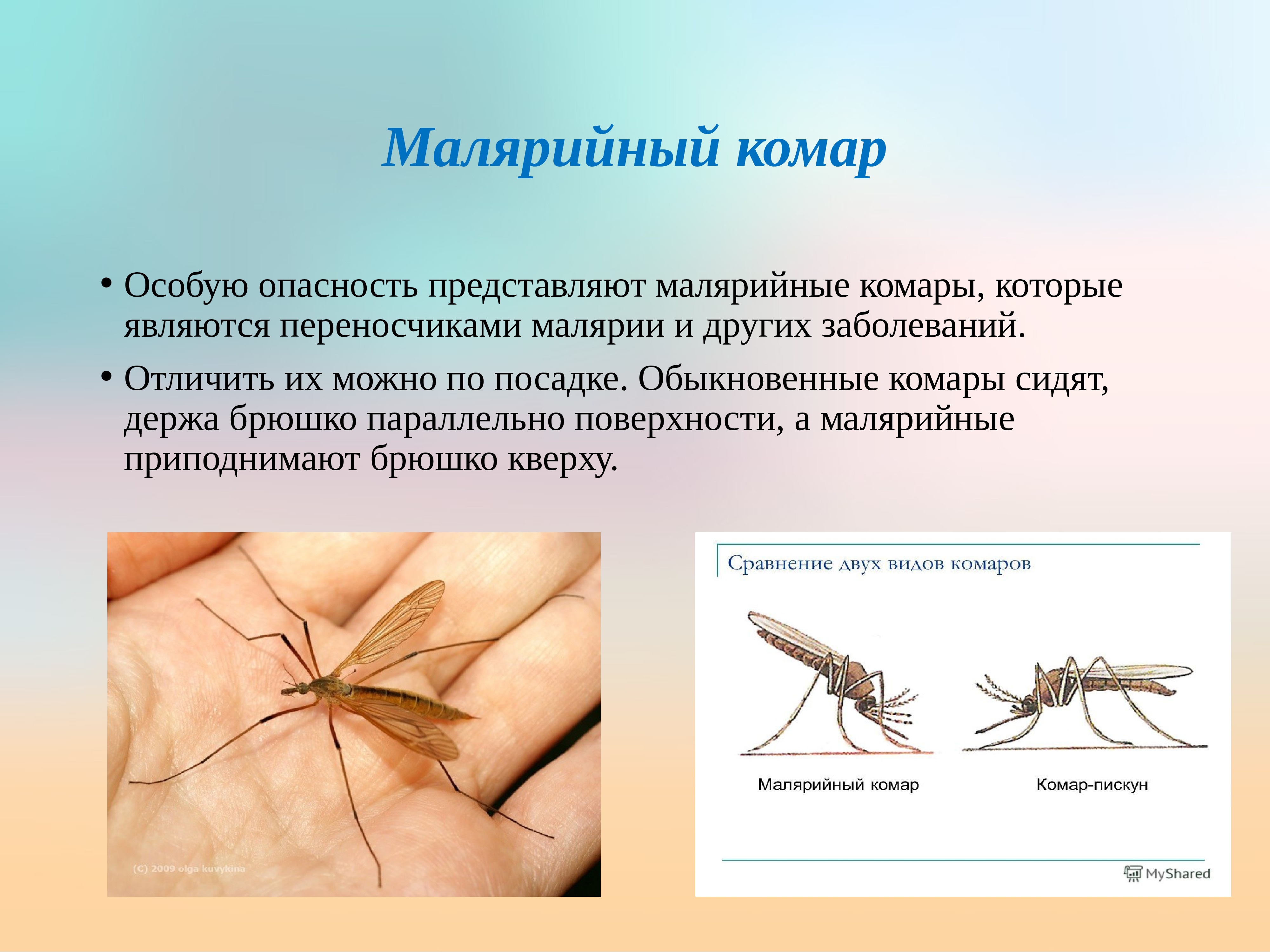 Виды комаров фото и описание