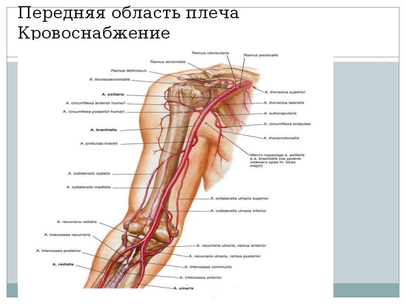 Кровообращение верхней конечности. Сосуды верхней конечности топографическая анатомия. Топографическая анатомия верхней конечности артерии нервы. Кровоснабжение верхней конечности топографическая анатомия. Топография сосудов и нервов плеча.
