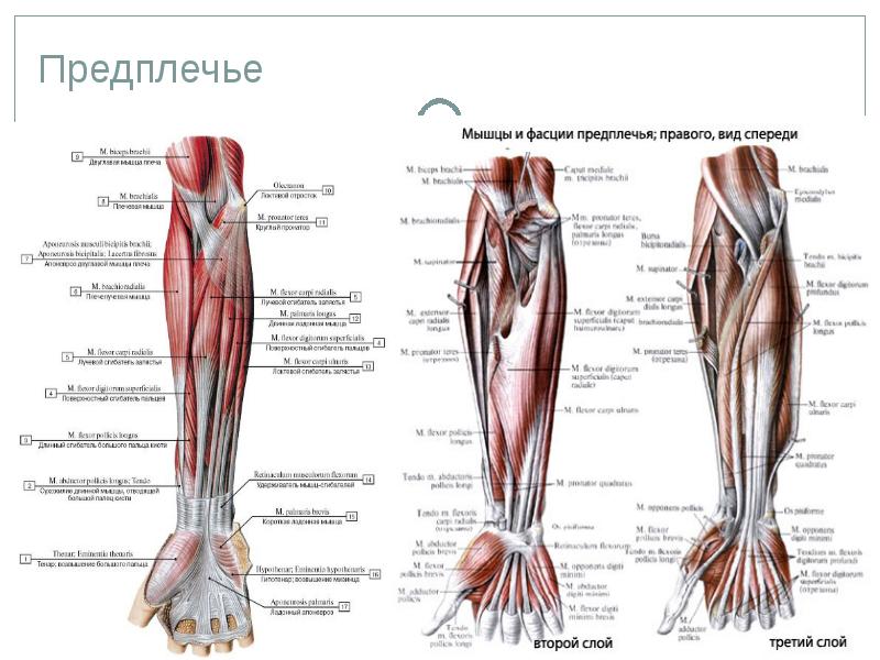 Топографическая анатомия верхней конечности презентация