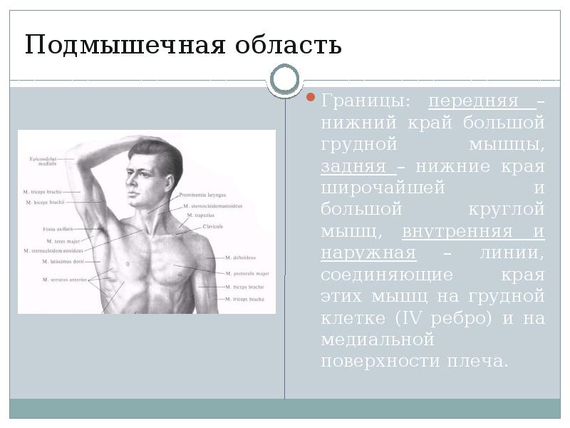 Топографическая анатомия верхней конечности презентация