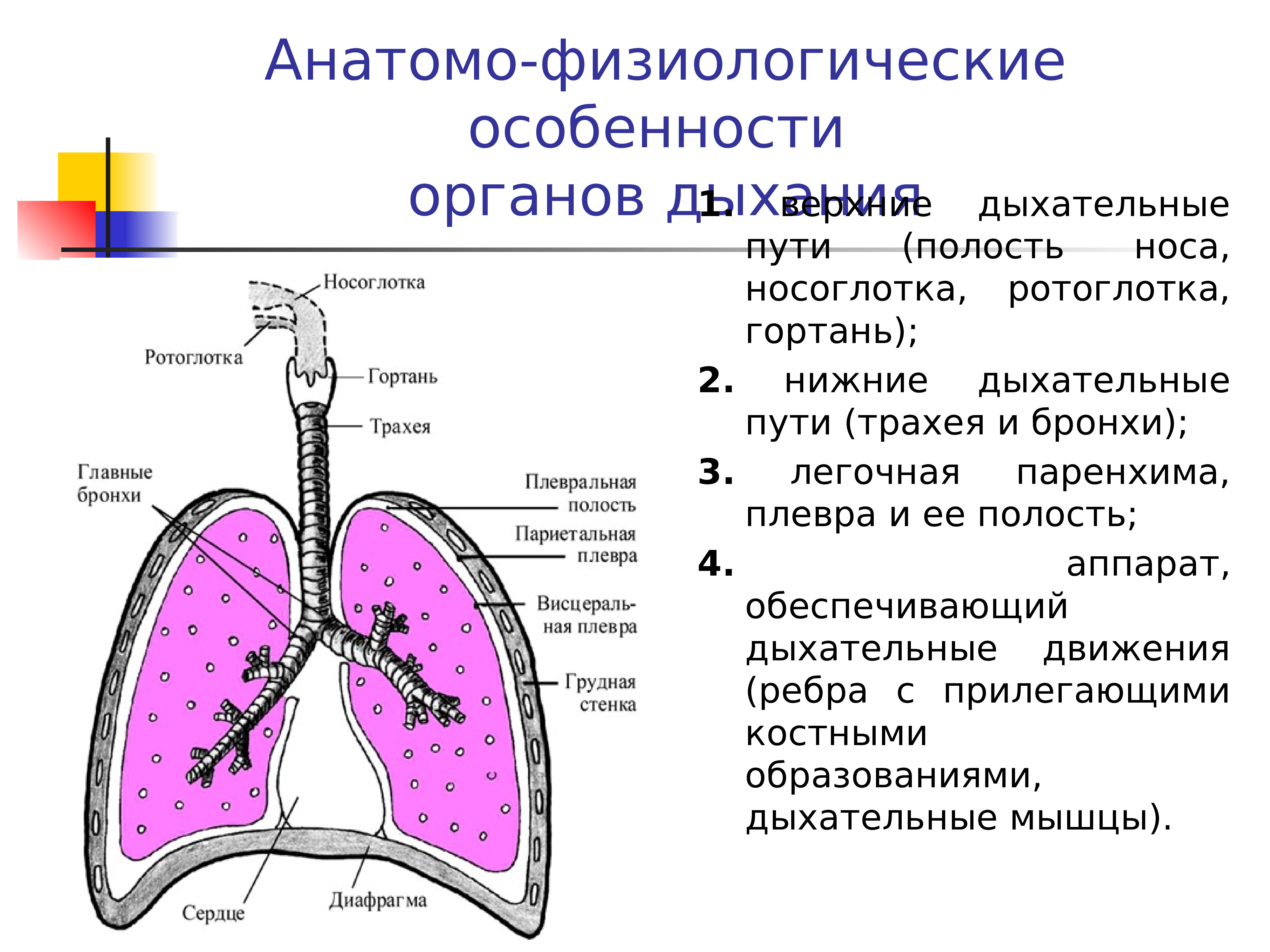 Физиологический процесс легких. Анатомо-физиологическая характеристика дыхательной системы. Афо строения органов дыхания. Анатомо - физиологическая характеристика системы органов дыхания.. Характеристика Афо органов дыхания.