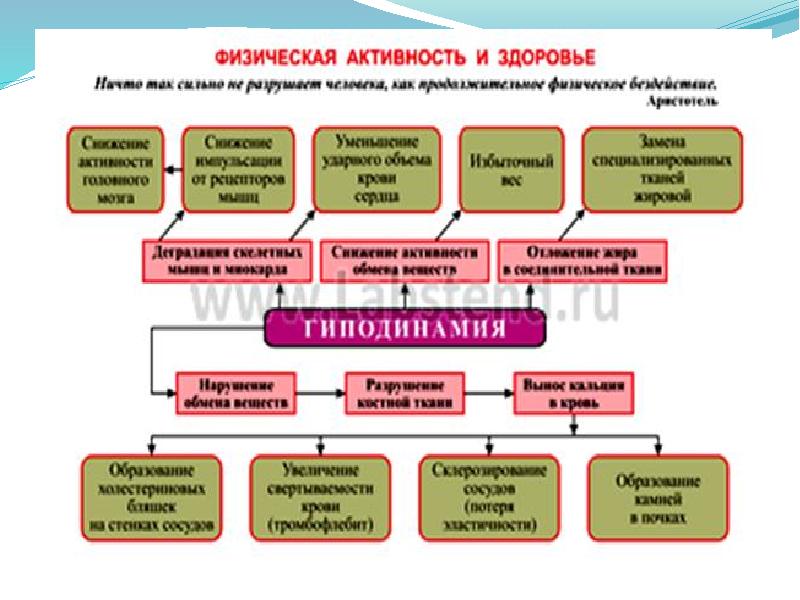 Обж 5 класс презентация двигательная активность и закаливание организма