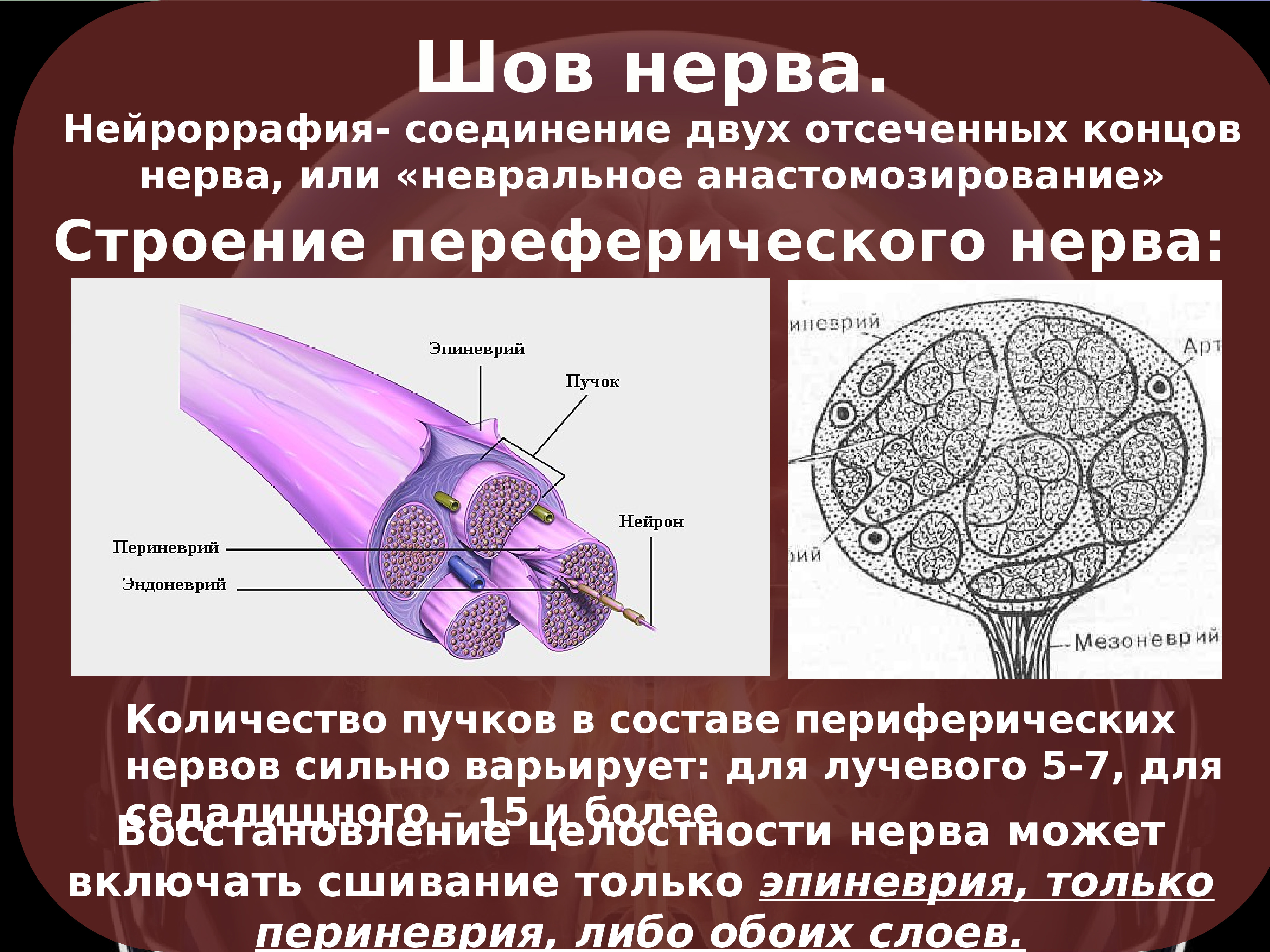 Шов нерва презентация