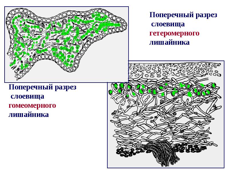 Микобионт на рисунке