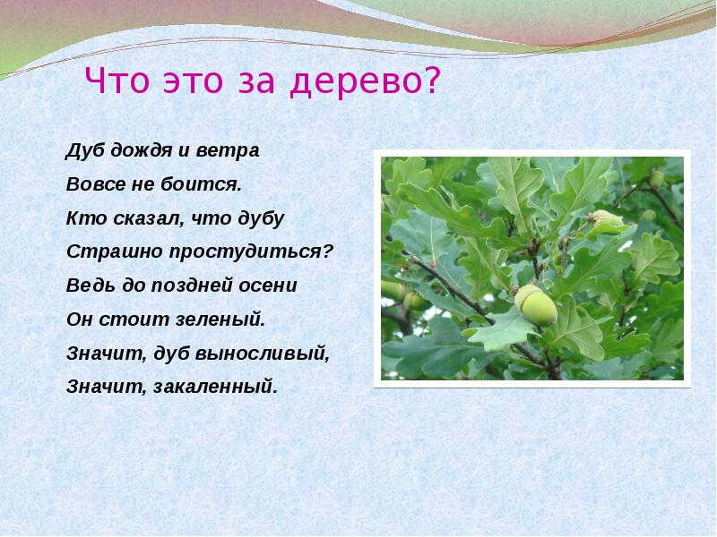 Дуб дождя. Дуб дождя и ветра вовсе не боится. Значит дуб выносливый значит. Стих дуб дождя и ветра. Кто сказал что дубу страшно простудиться.