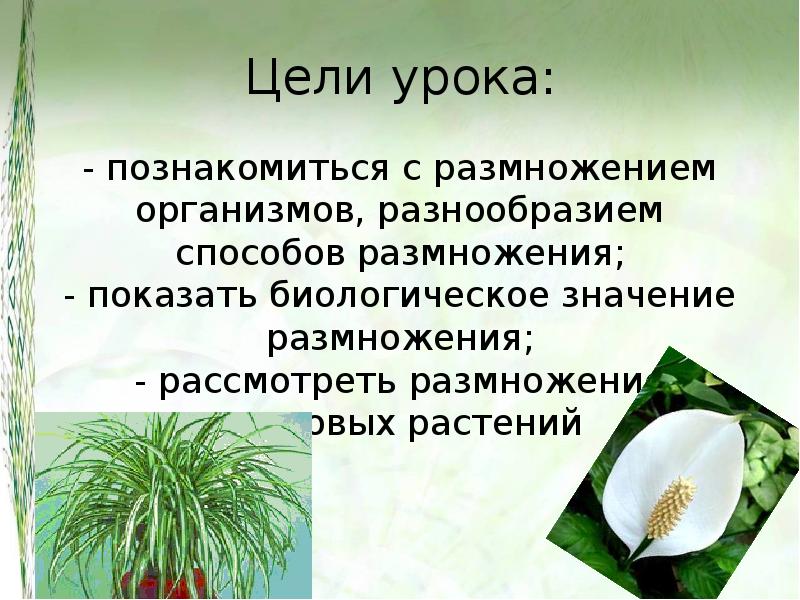 Биологическое значение размножения. Значение спорового размножение. Какое главное условие для размножения споровых растений?.