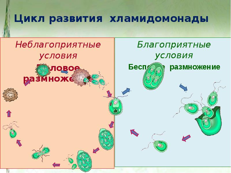 Цикл развития хламидомонады схема развития