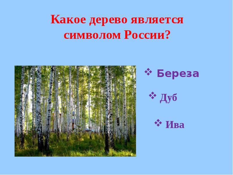 Какой город стал символом. Какое дерево символ России. Какие деревья являются символом России. Какие деревья символы России. Какое дерево считается символом России.