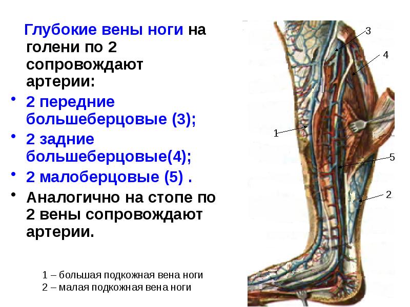 Передняя большеберцовая артерия схема