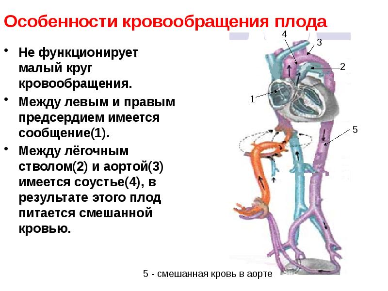 Особенности кровообращения у детей презентация