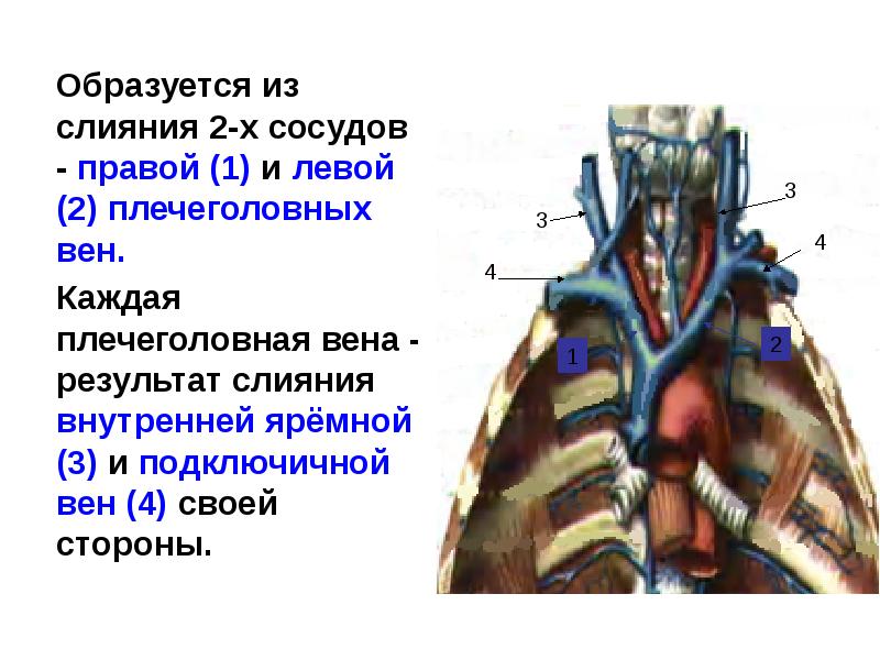 Венозный угол фото