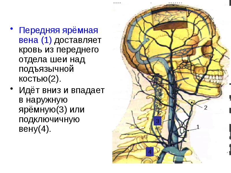 Передняя яремная вена. Внутренняя яремная Вена анатомия кт. Передняя яремная Вена анатомия притоки. Наружная и внутренняя яремная Вена анатомия. Передняя яремная Вена анатомия схема.