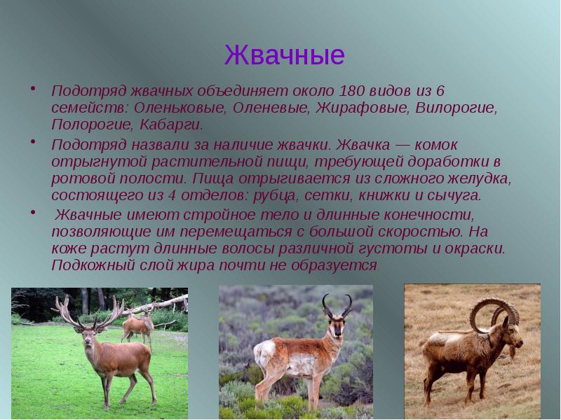 Парнокопытные животные список животных с фото